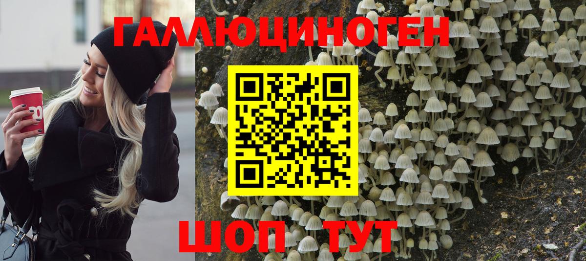 Галлюциногенные грибы Psilocybe Павлово